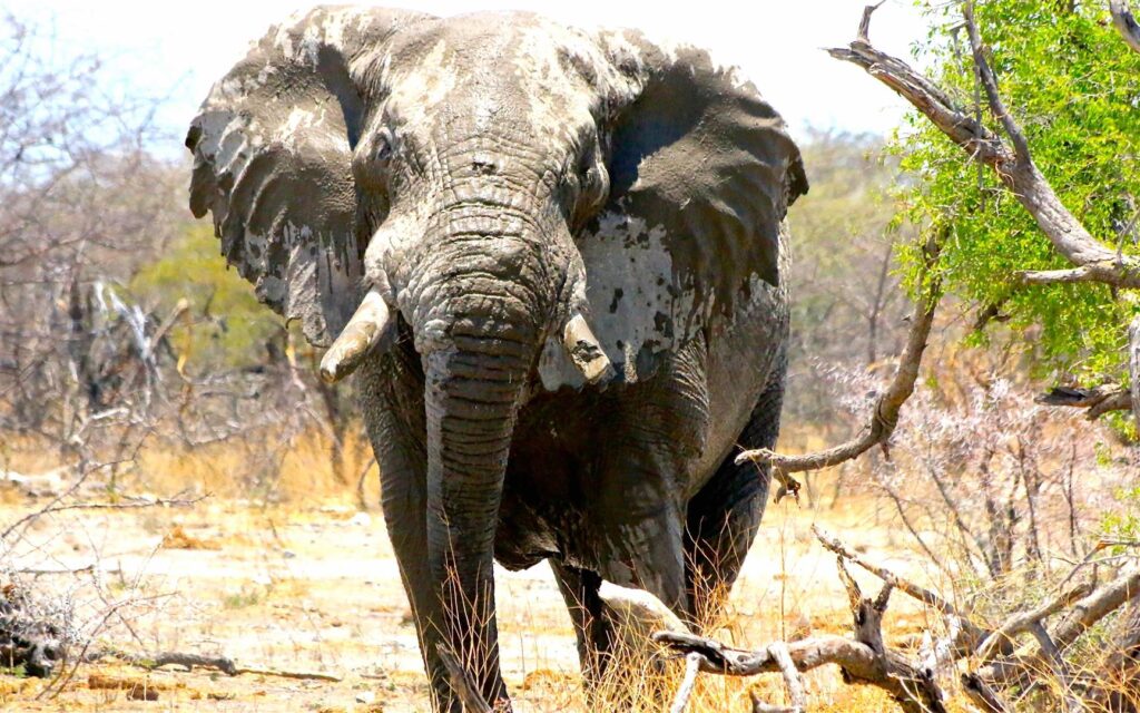 Elephant Botswana mud wallowing