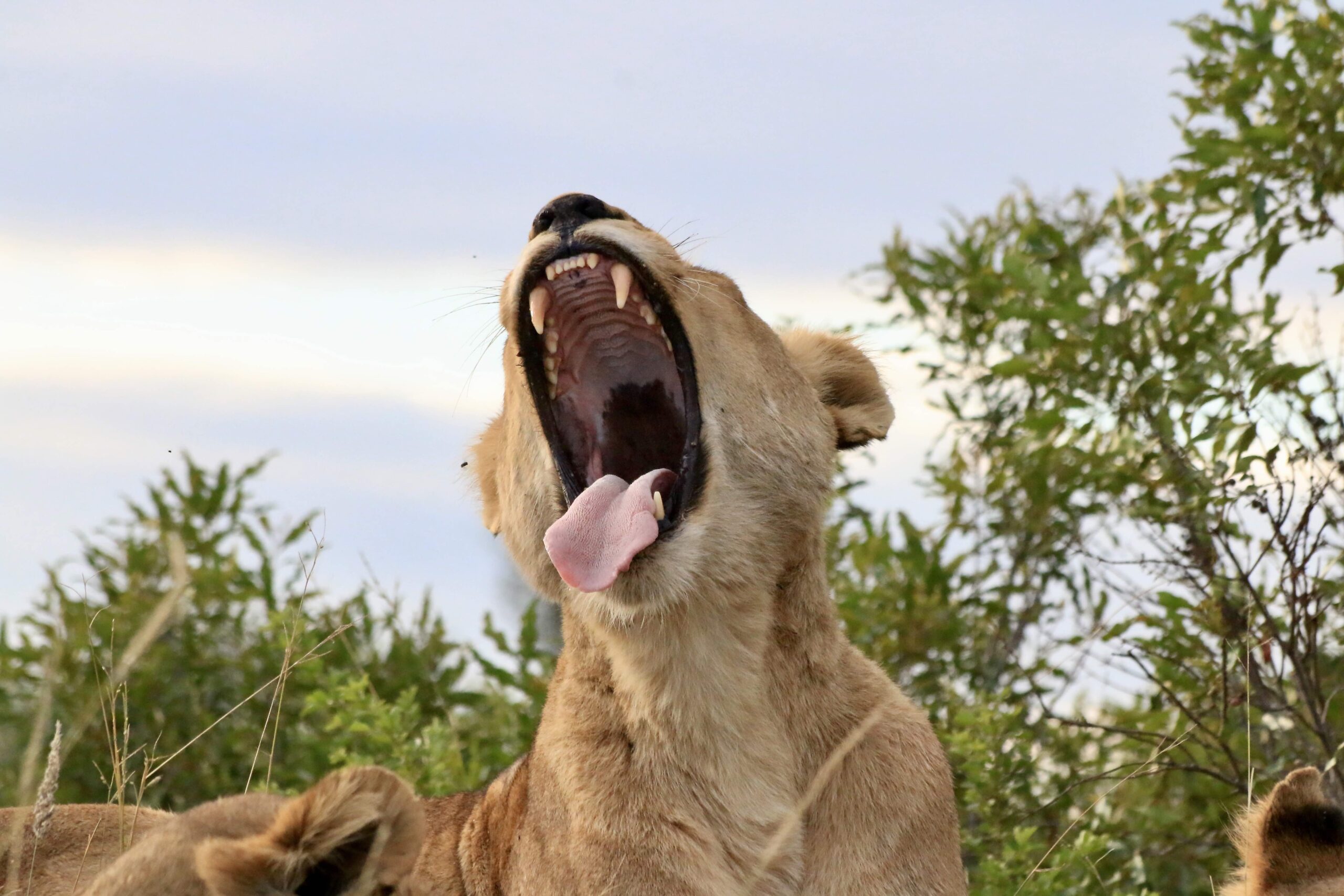 African Wildlife Safari Lion yawning on a game drive