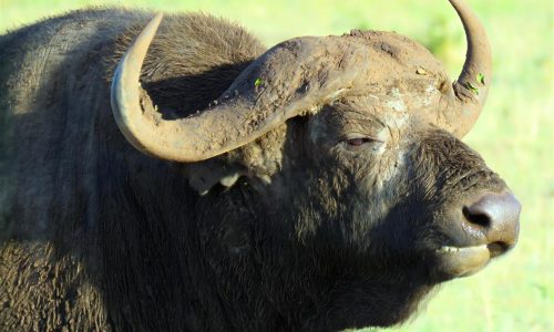Buffalo Tanzania
