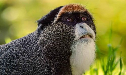 Monkey Republic of Congo