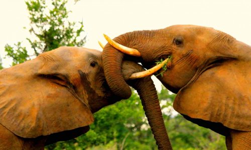 Elephant-Lower-Zambezi-e1463445805926