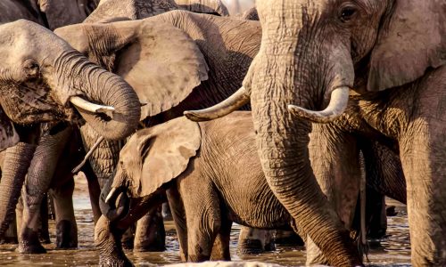 Elephants Botswana 2