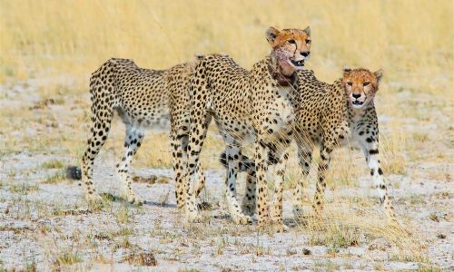 Female Cheetah family