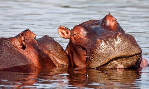 Malawi Hippo Banner