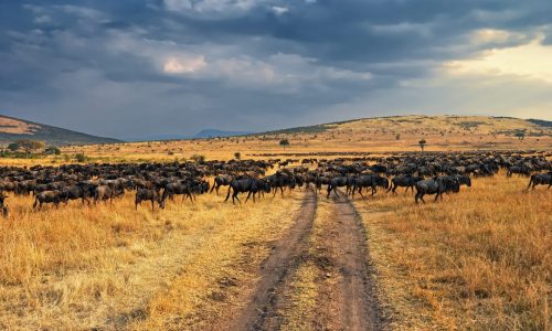 Masai-Mara-Wildebeest-migration