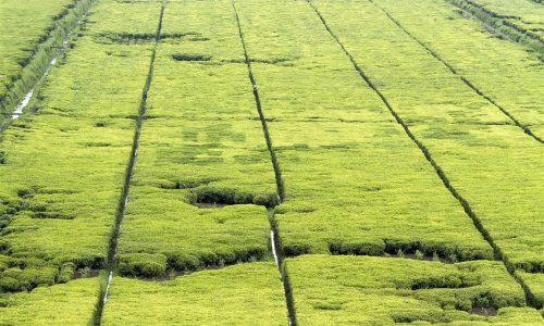 Rwanda tea plantation V2