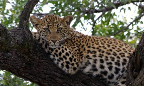 Young-leopard-Banner 1024x476